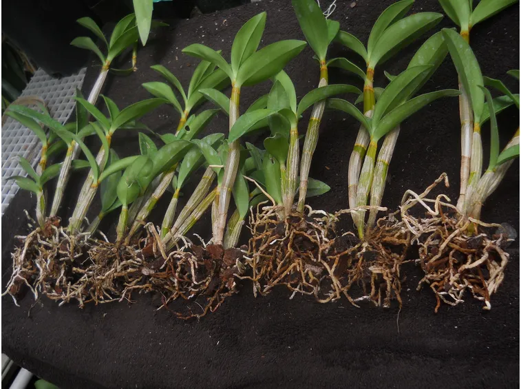 Orchidea bamboo