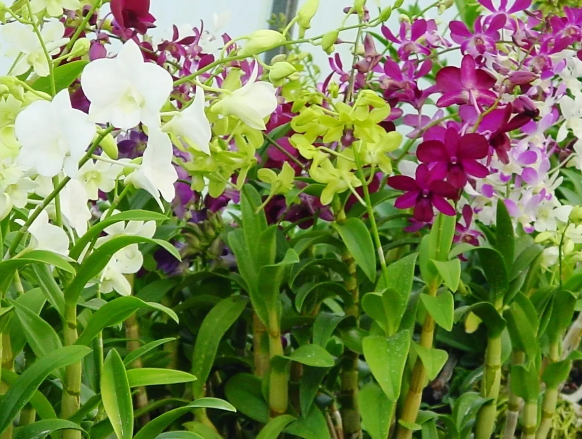 Dendrobium fiore