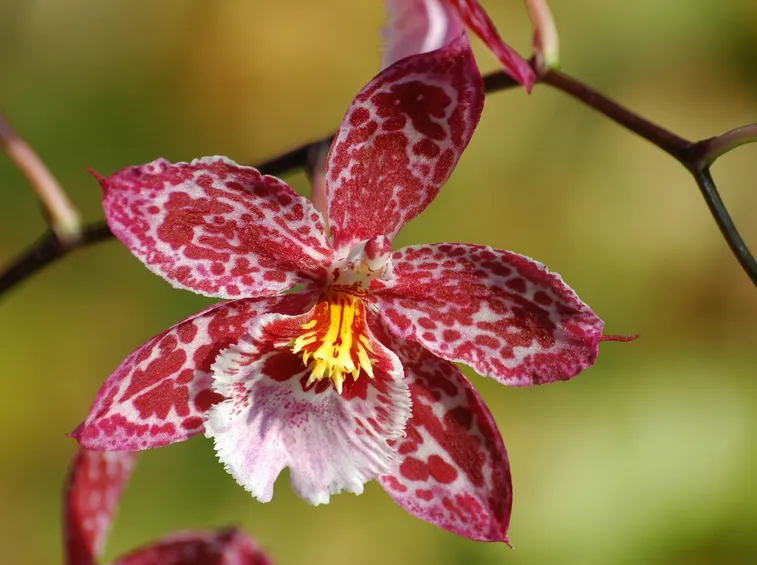 Un fiore di orchidea