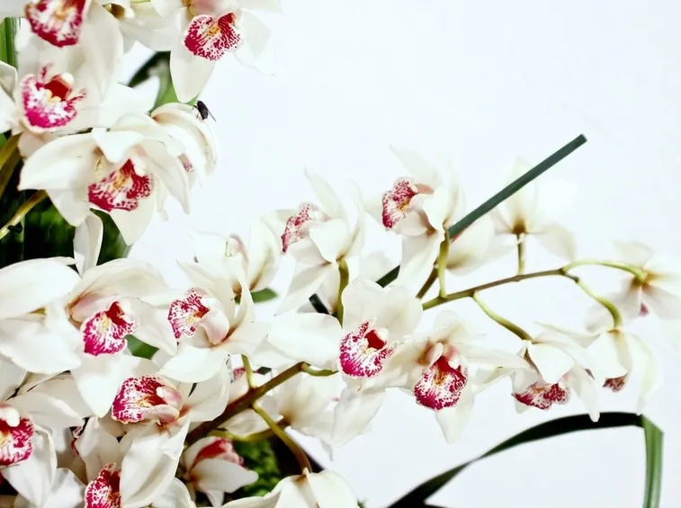 Orchidee bianche
