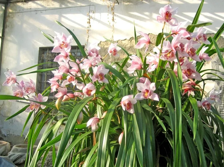 Orchidee esposte all'esterno