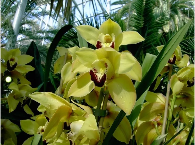 Orchidee cresciute in serra
