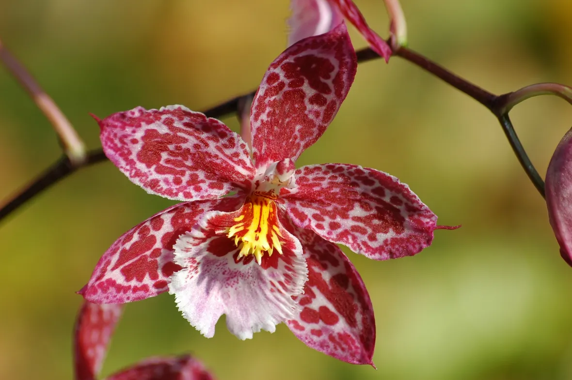 Un fiore di orchidea