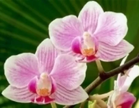 Un bellissimo fiore di Orchidea rosa