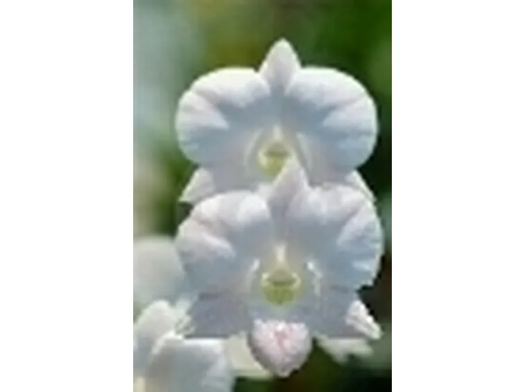 Fiori di Orchidea bianca