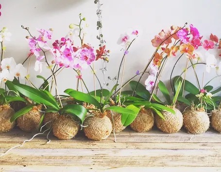esemplari orchidea
