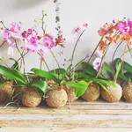 esemplari orchidea
