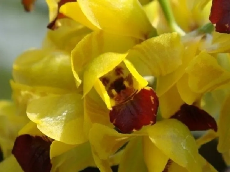 Orchidea