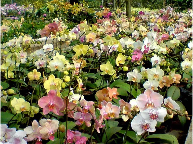 orchidea colorata