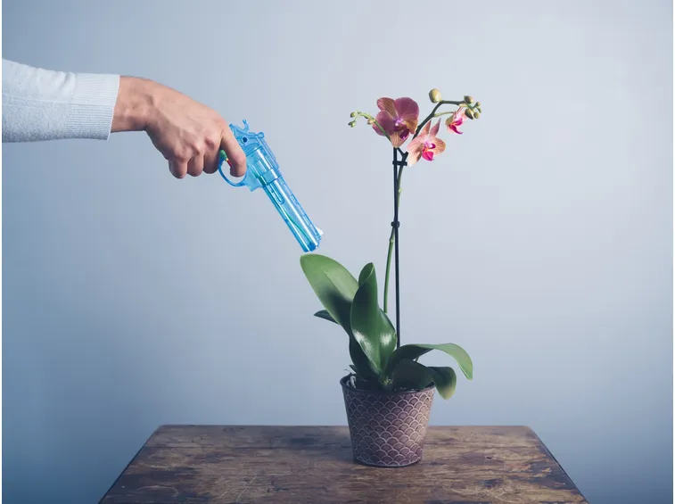 annaffiare orchidee