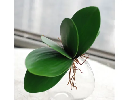 Un esempio di foglia di orchidea sana. 