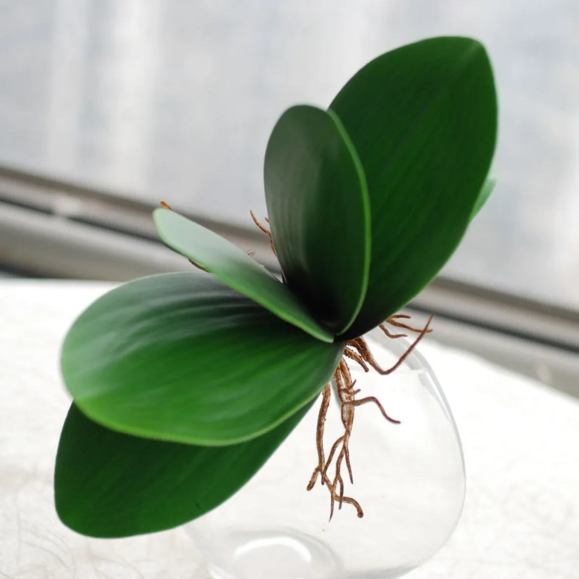 Un esempio di foglia di orchidea sana. 