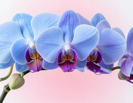 La vanda coerulea è simbolo di bellezza e perfezione