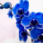 La vanda coerulea è simbolo di bellezza e perfezione