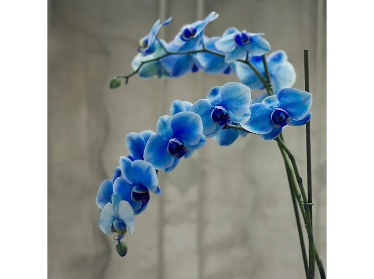 orchidea blu