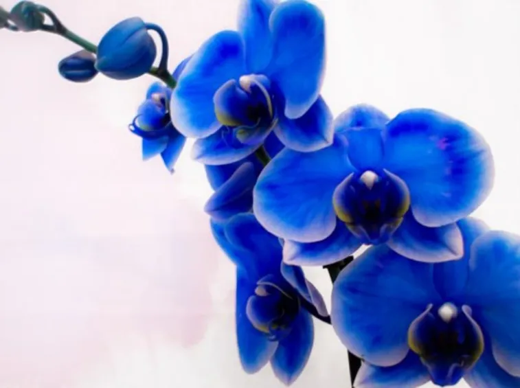 La vanda coerulea è simbolo di bellezza e perfezione