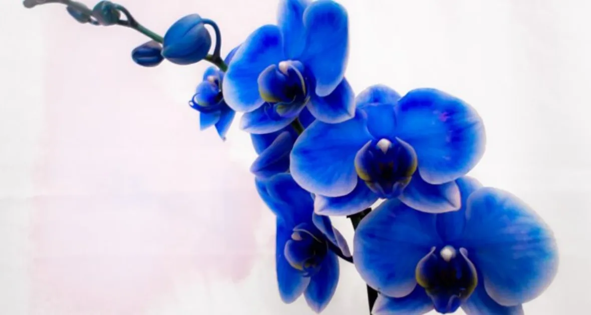 La vanda coerulea è simbolo di bellezza e perfezione