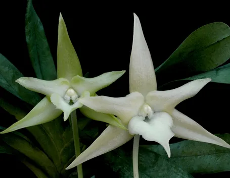 Un esemplare di Aegraecum Sesquipedale