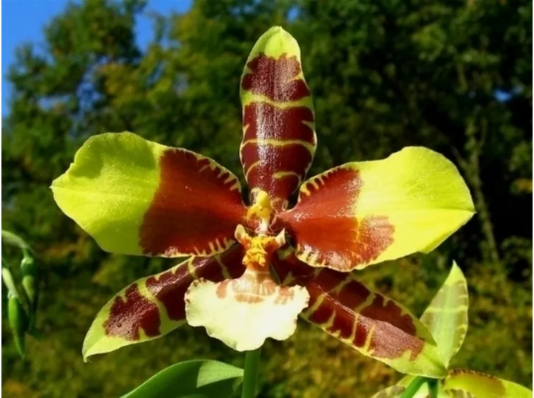 Un fiore di Odontoglossum grande