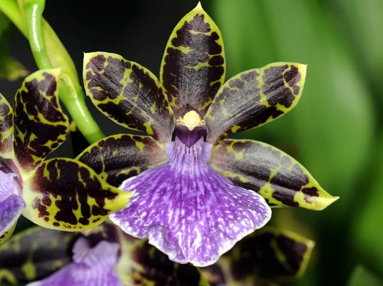 Zygopetalum intermedium