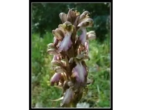 fiori di orchidea.