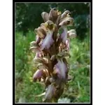 fiori di orchidea.