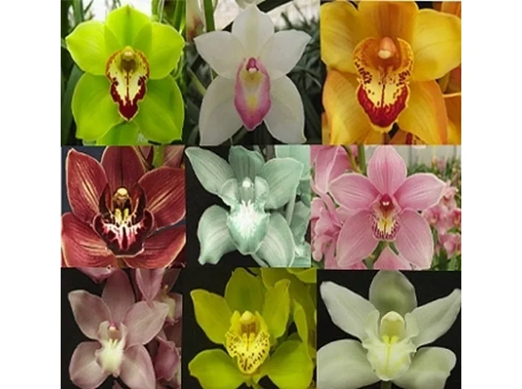 mosaico orchidee.