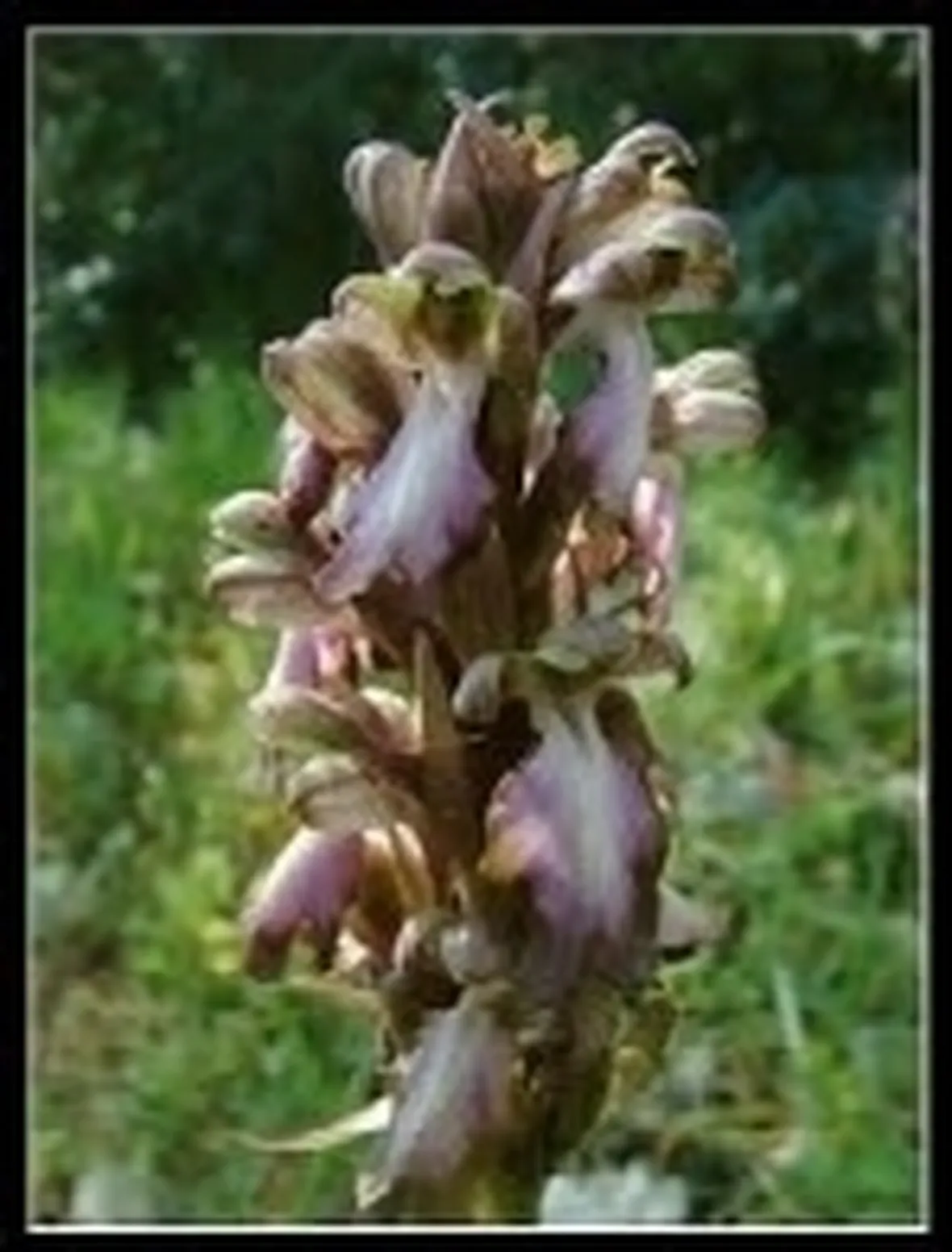 fiori di orchidea.