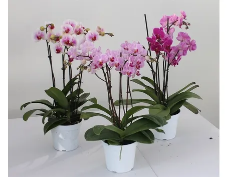 Mini Phalaenopsis