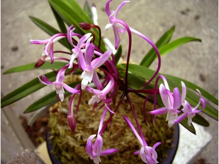 Neofinetia falcata