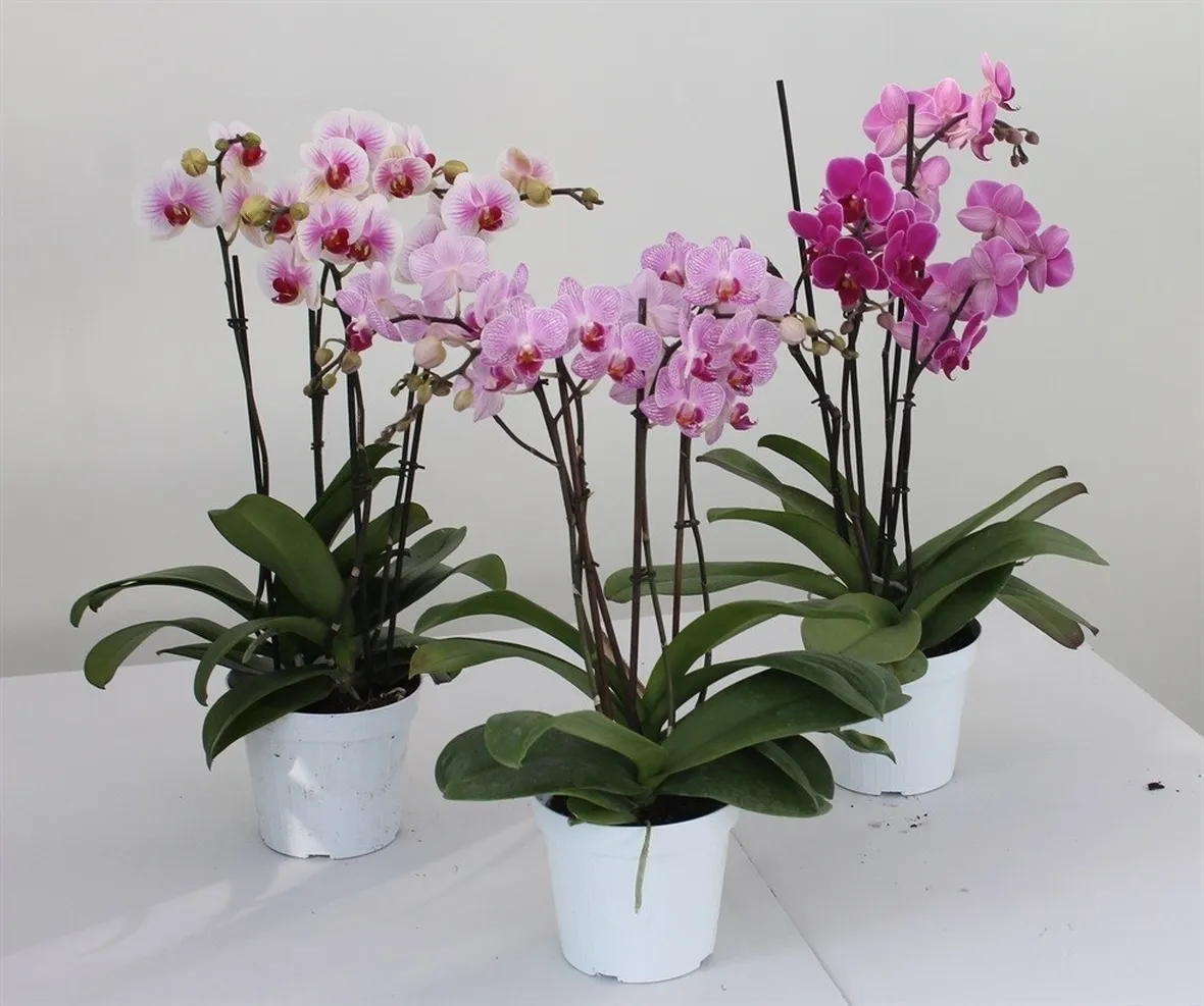 Mini Phalaenopsis