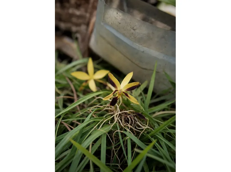 riprodurre orchidee