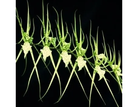 serie di orchidee.