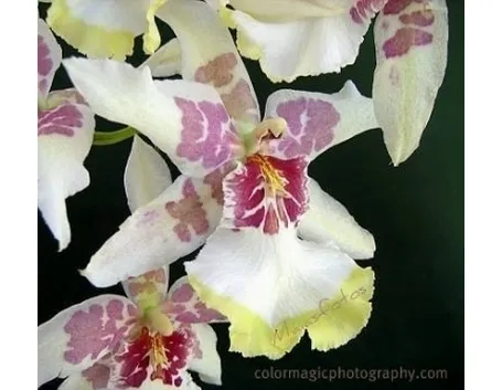 orchidea cambria.