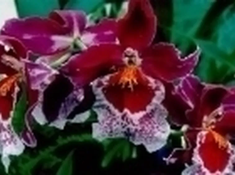 fiori orchidee.