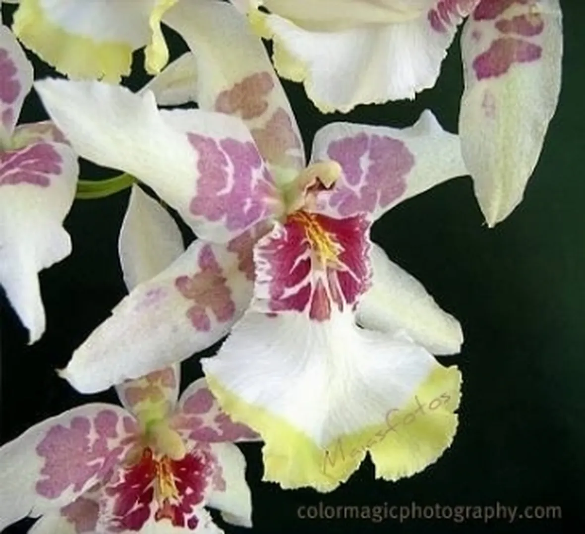 orchidea cambria.