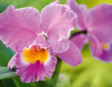 fiori di cattleya
