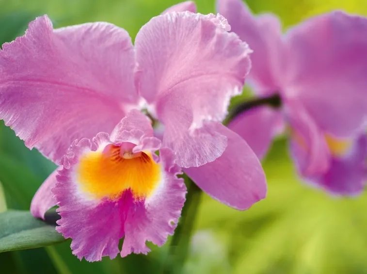 fiori di cattleya