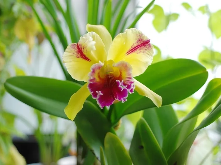 fiori rosa