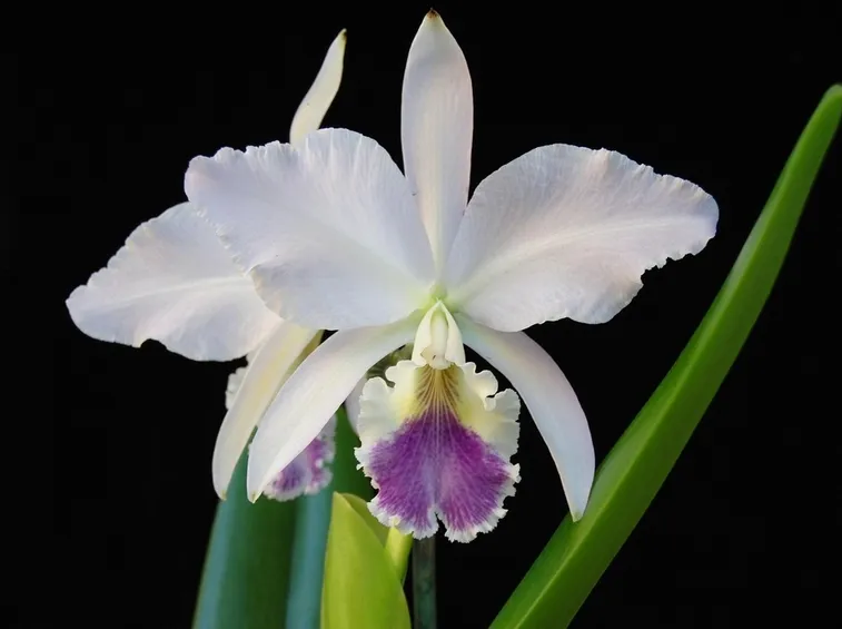 Cattleya bianca