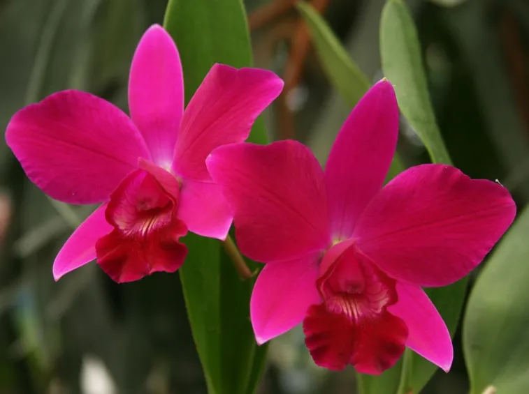 Cattleya