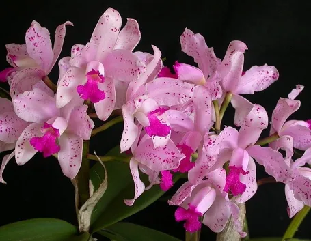 Orchidea cattleya