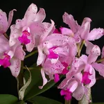Orchidea cattleya