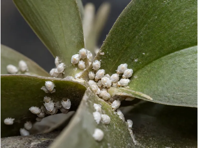 Foglia di orchidea colpita da cocciniglie