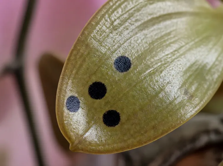Pianta di orchidea colpita dal fungo phitophthora