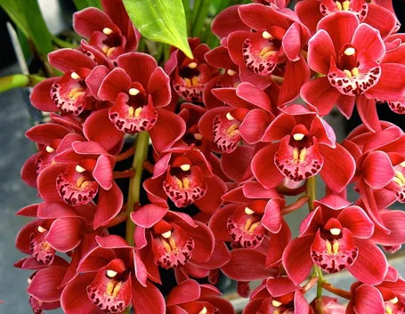orchidea cymbidium