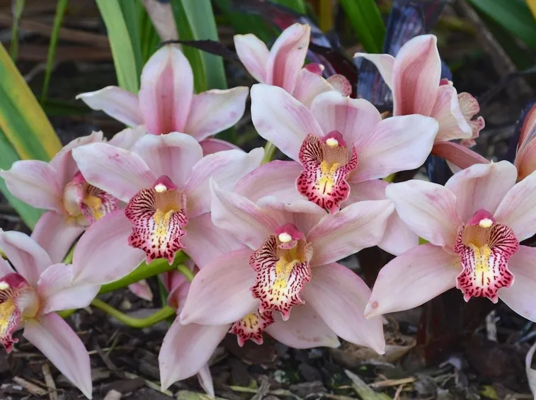 fiori di orchidea.