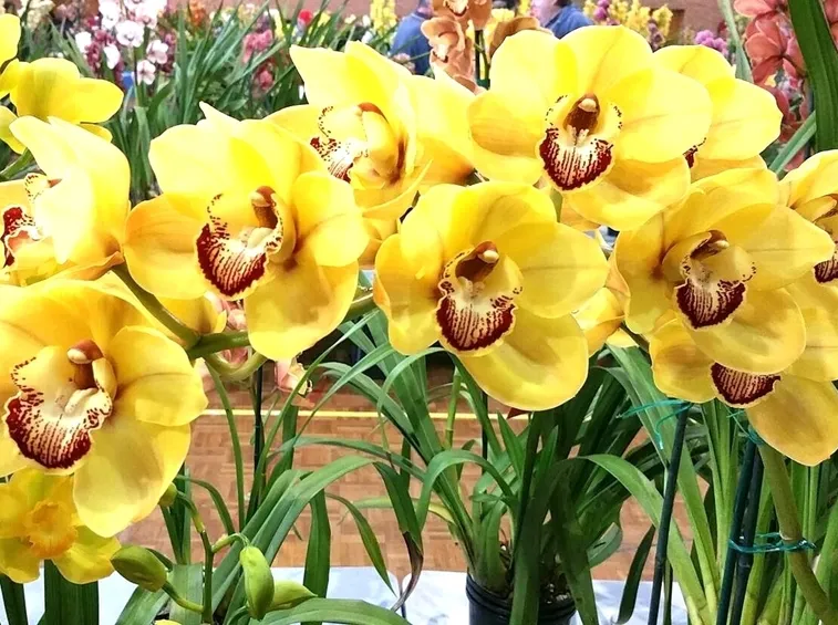 orchidee cymbidium gialle