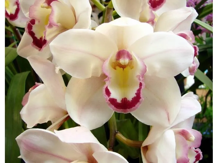 orchidea cymbidium fiore bianco