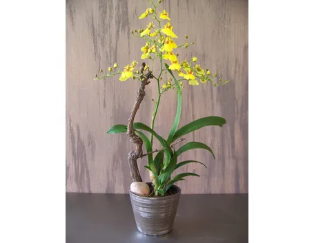 Vaso di Oncidium gialle